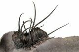 Flying Ceratonurus Trilobite - Top Quality Prep #354581-1